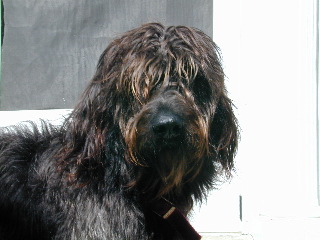 Labradoodle