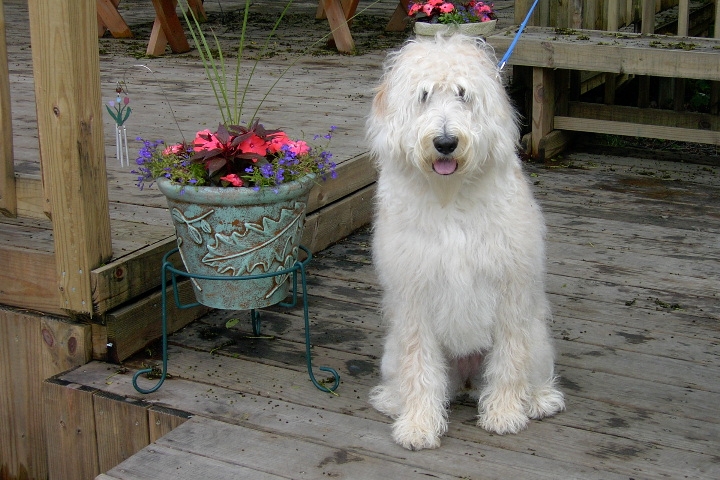 Labradoodle