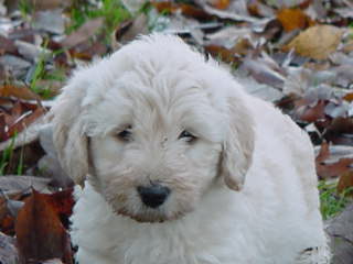 Labradoodle